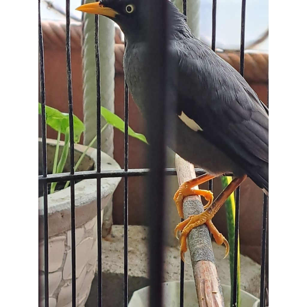 Jalak Kebo  Bakalan Mata Kuning Lincah,Sehat