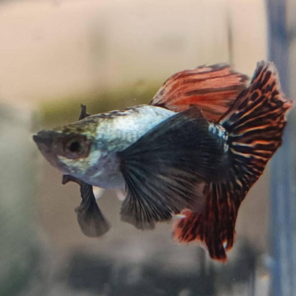 Aksesoris guppy (platinum japan red dumbo ear)