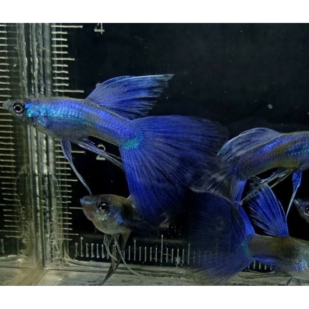 box paking guppy(blue moscow Ribbon)