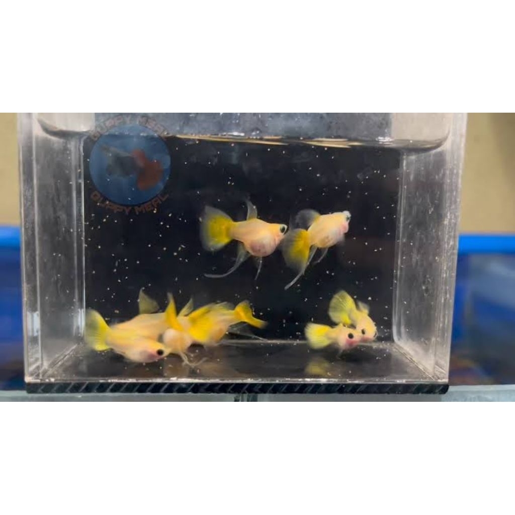box paking guppy (Yellow koi SBGBRB Fin c)