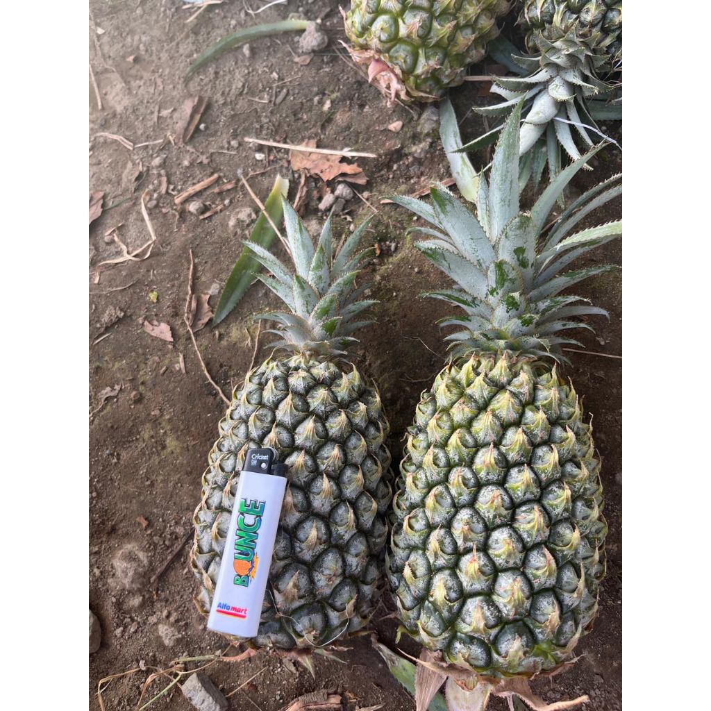 nanas madu gunung kelud