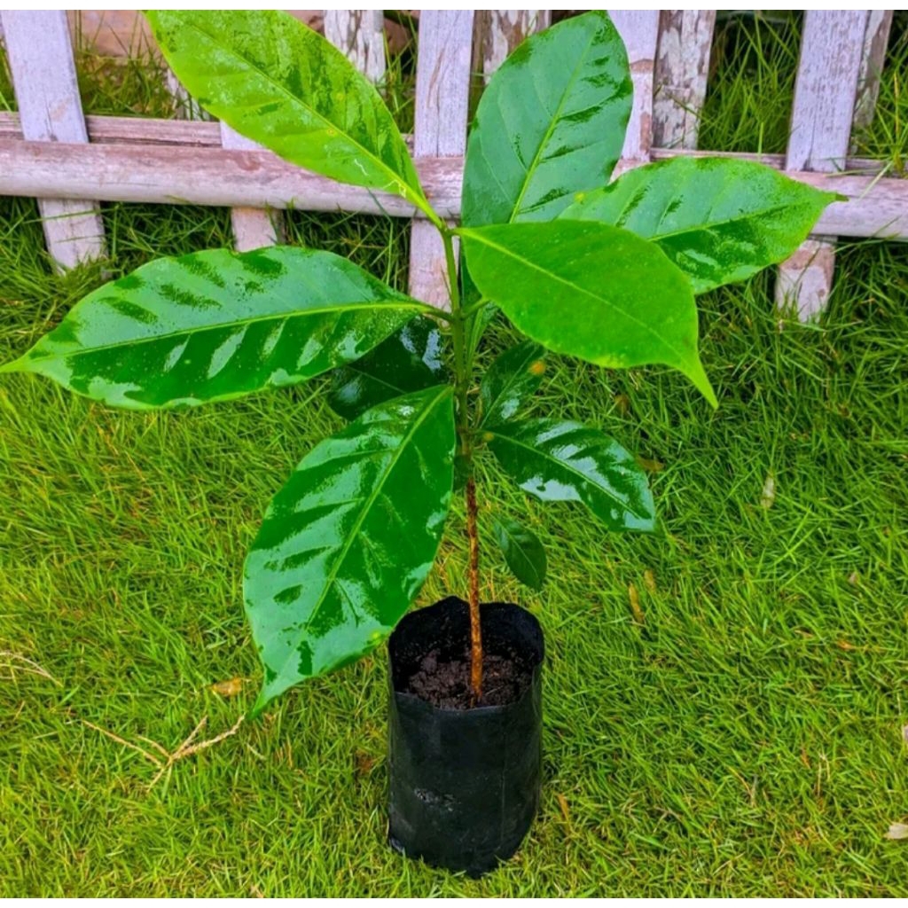 Bibit Kopi Arabika Gayo Aceh 50cm Siap Tanam – Tanaman Kopi Premium Mudah Tumbuh, Bibit Unggul Produ