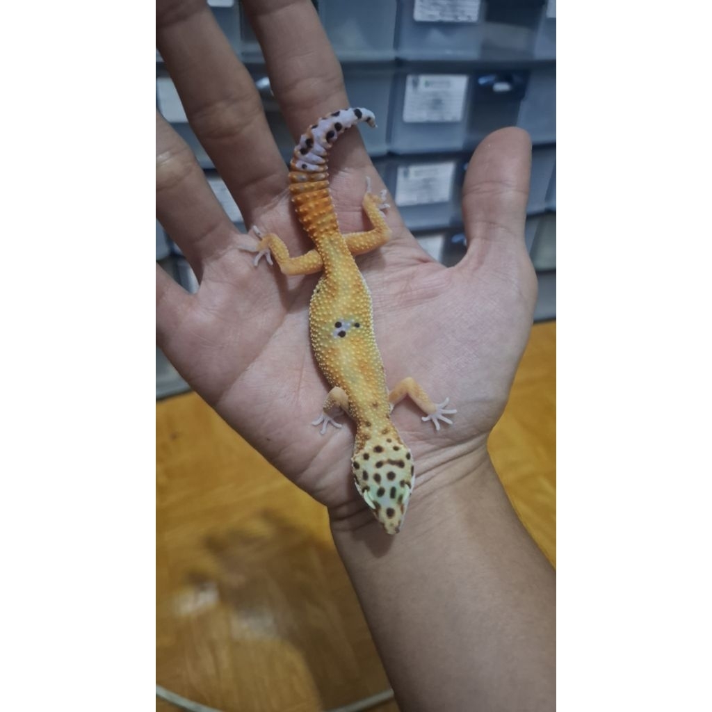 Leopard Gecko Female - Emerine - Usia Juve Sehat Mulus Cakep