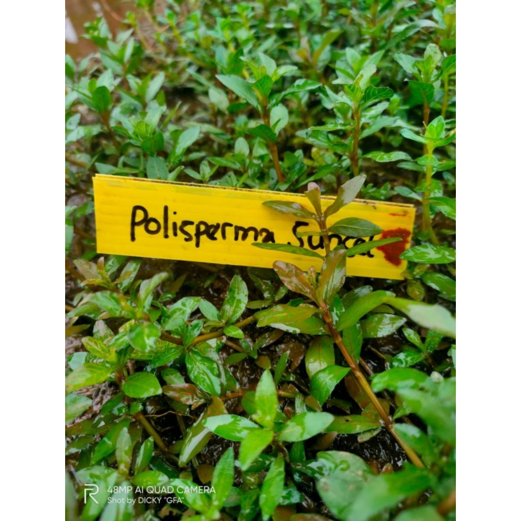 hygrophila polysperma sunset tanaman aquascape