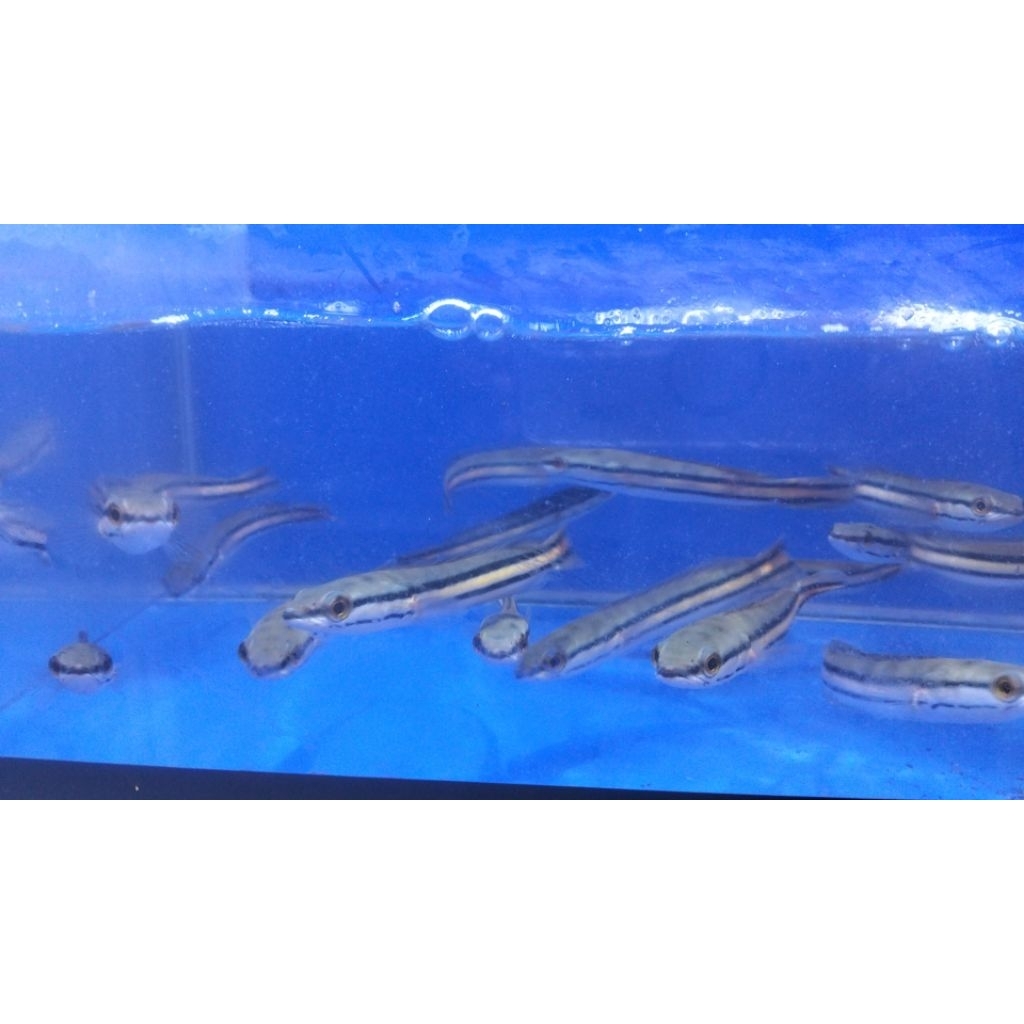 Stiker Aquarium Tomat Size 10 cm Hiasan Akuarium Ikan Hias Bozz Louhan Pekanbaru|