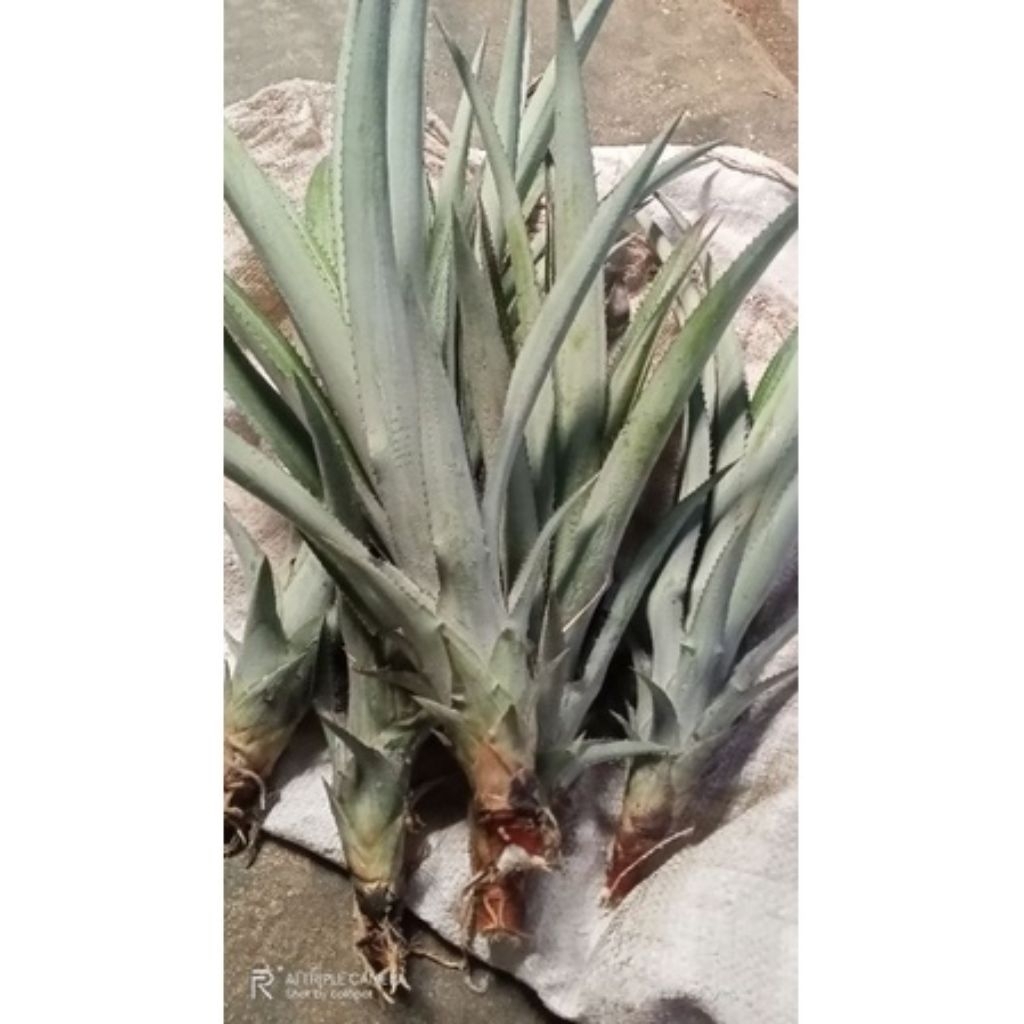 50 bibit nanas madu simplek unggulan kelud