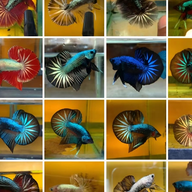 Hiasan Aquarium sepasang Cupang Warna-Warni