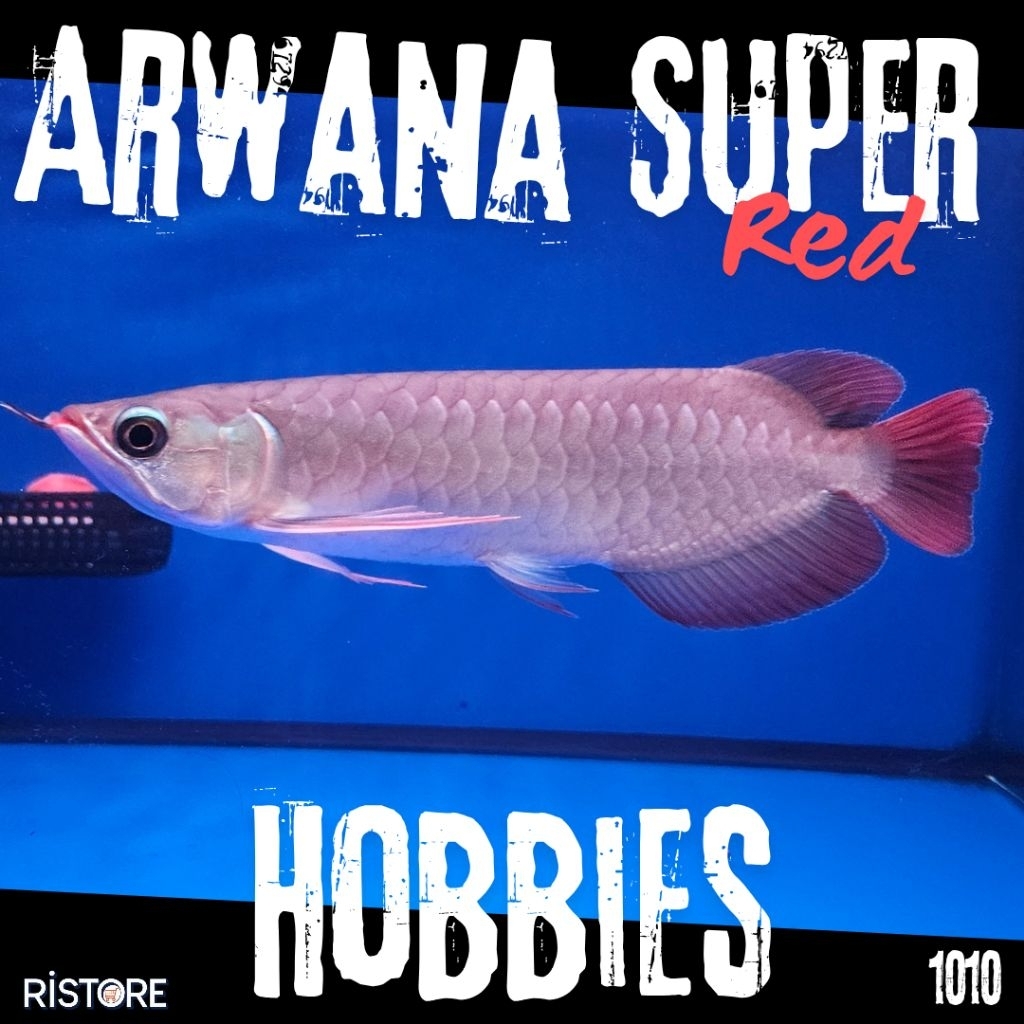 Arwana Super Red 24cm grade A Hobbies