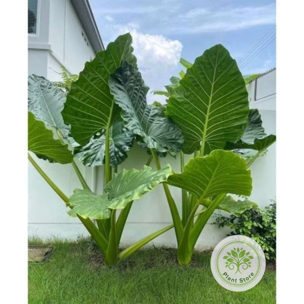 Bibit Sente Hijau Tanaman Hias Pakan Gurame Tanaman Hidup