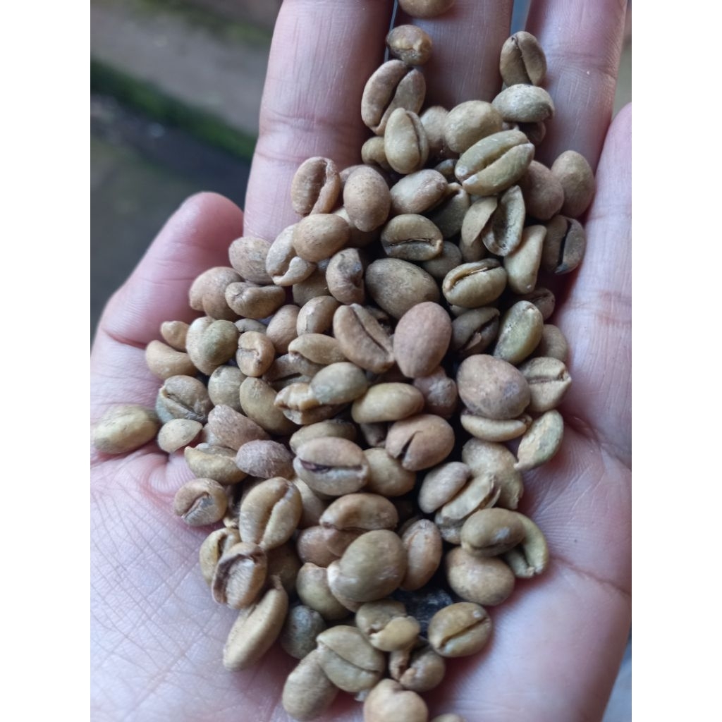 Biji kopi mentah excelsa