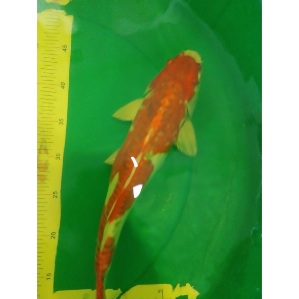 Ikan koi jenis Kujaku Doitsu 42cm antik