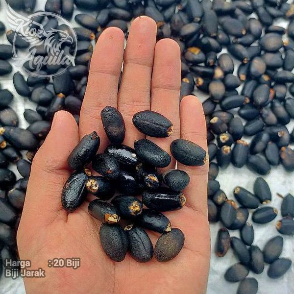 Biji Buah Jarak Siap Tanam 20 pcs