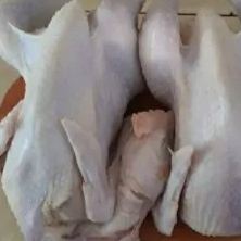 Ayam kampung 1 ekor