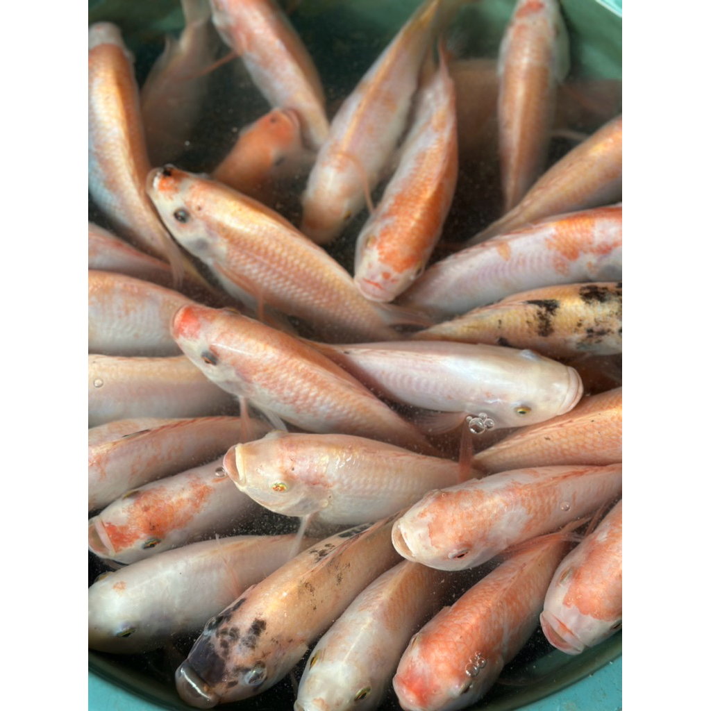 Lintang Fish / Ikan Nila Premium / ikan nila merah Bangkok / ikan Nila Merah / ikan Nila