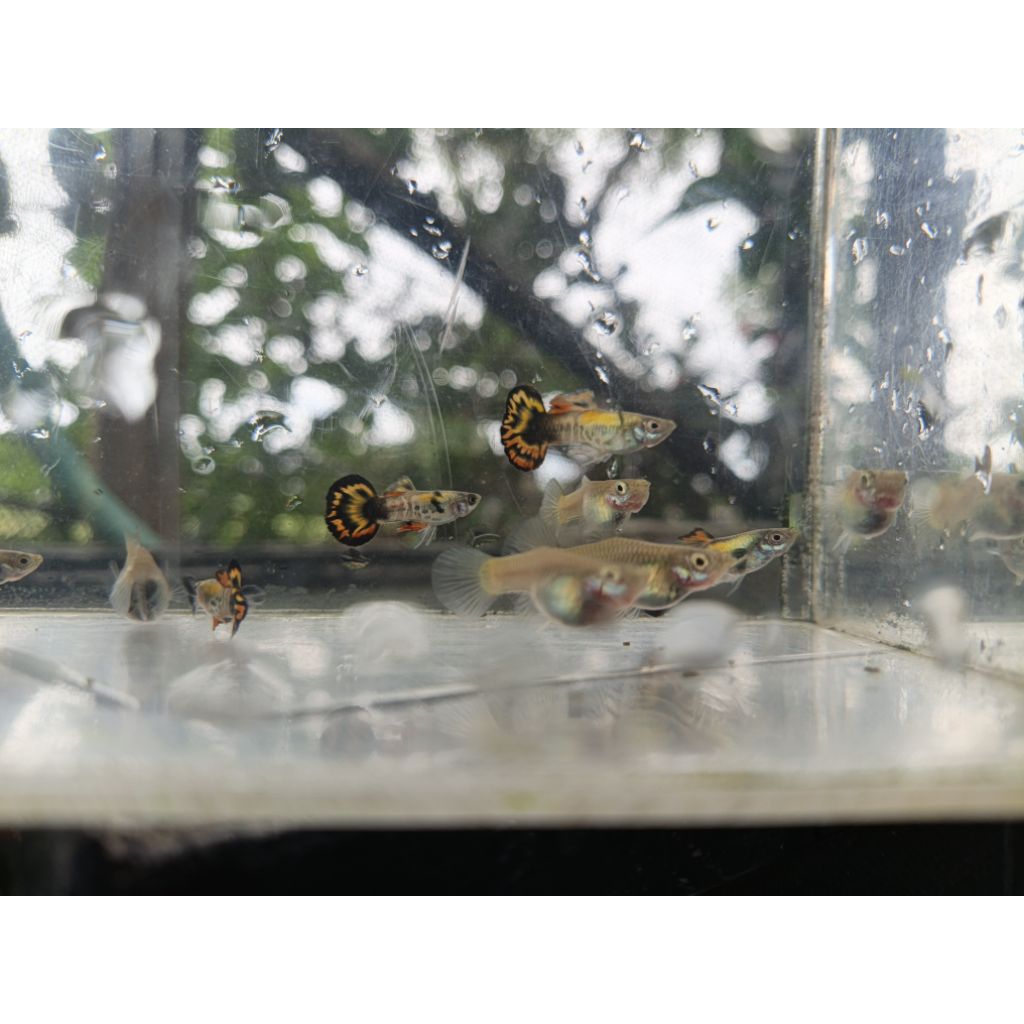 hiasan aquascape/ guppy MEDUSA roundtail