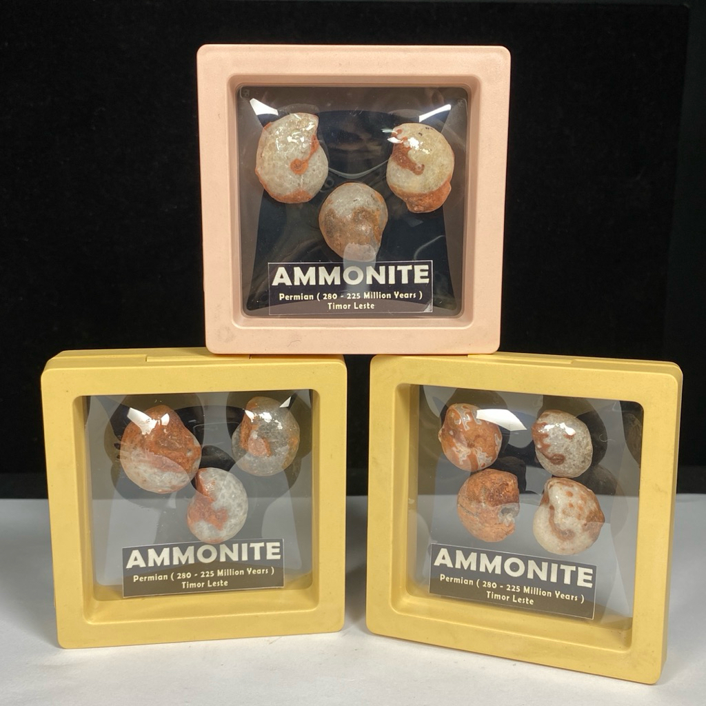 Natural Ammonite - Fosil Ammonite Multicolor Dragon Suture - Natural Ammonite Full Suture Calcite - 