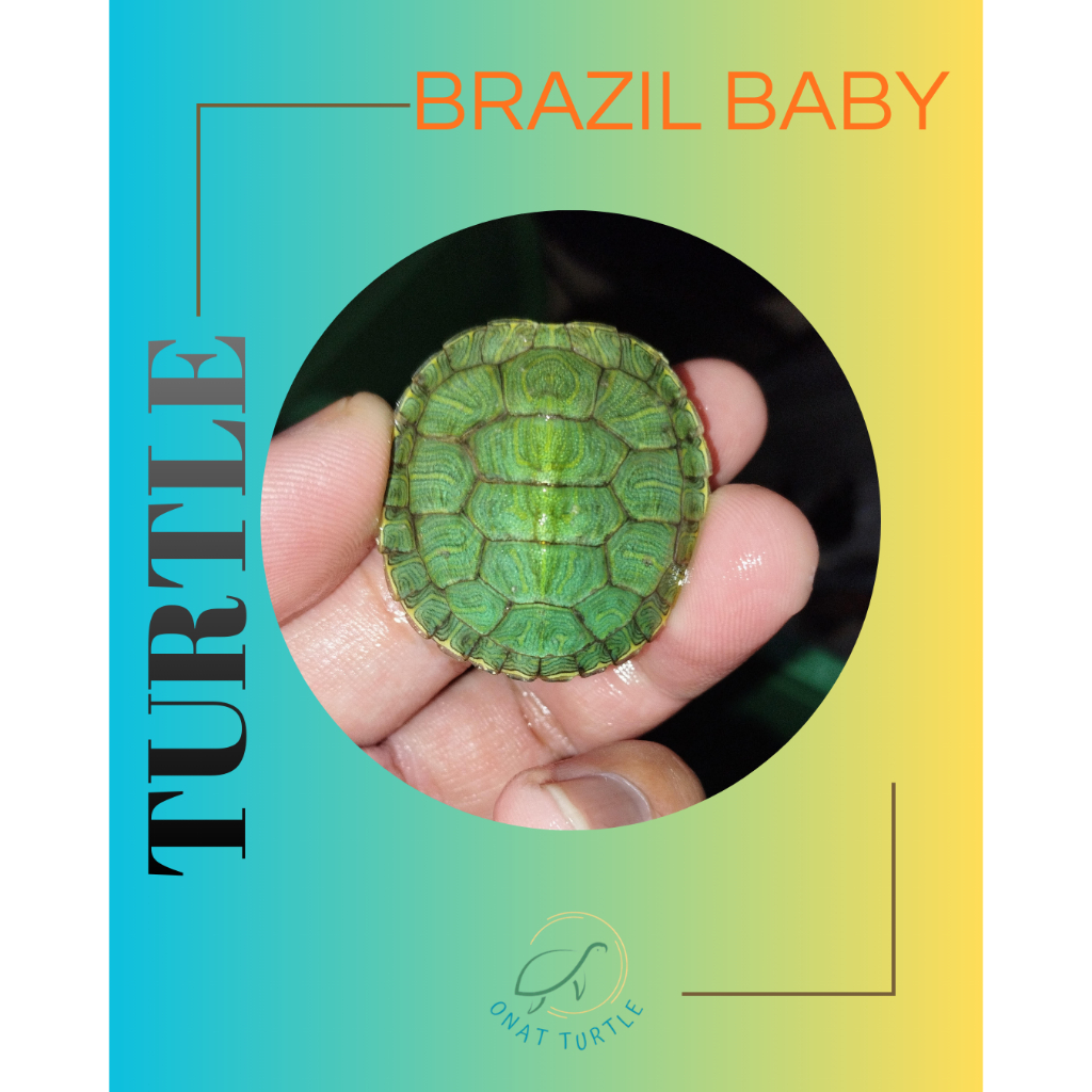 Kura brazil baby