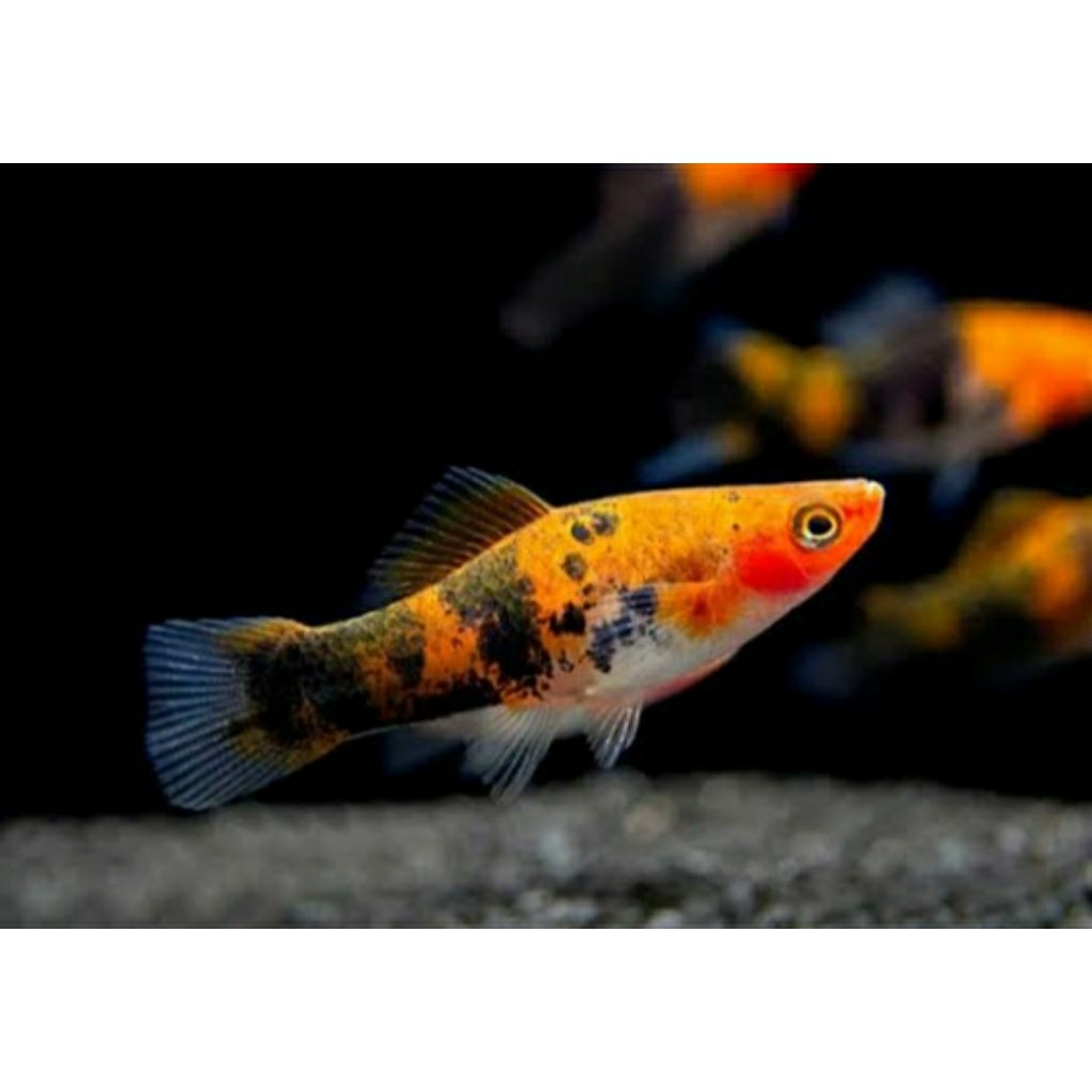 Hiasan Akuarium.  platy sanke