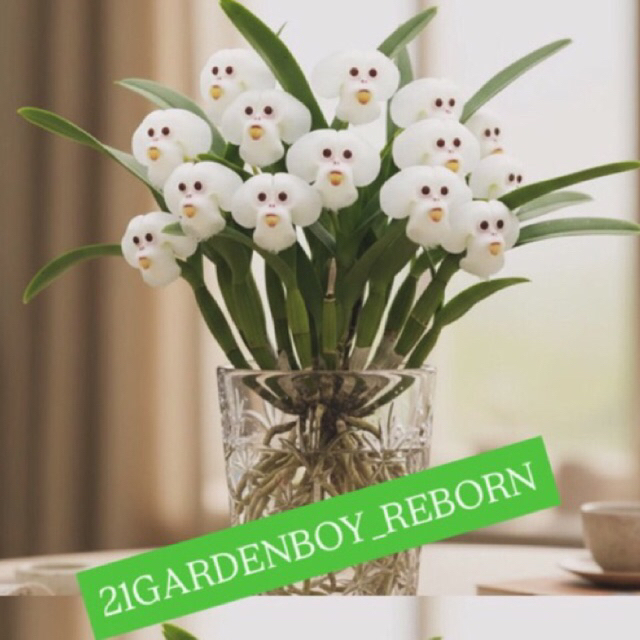 (ASLI) Anggrek Dendrobium Dewasa White Monkey / Simia Dracula Siap Bunga