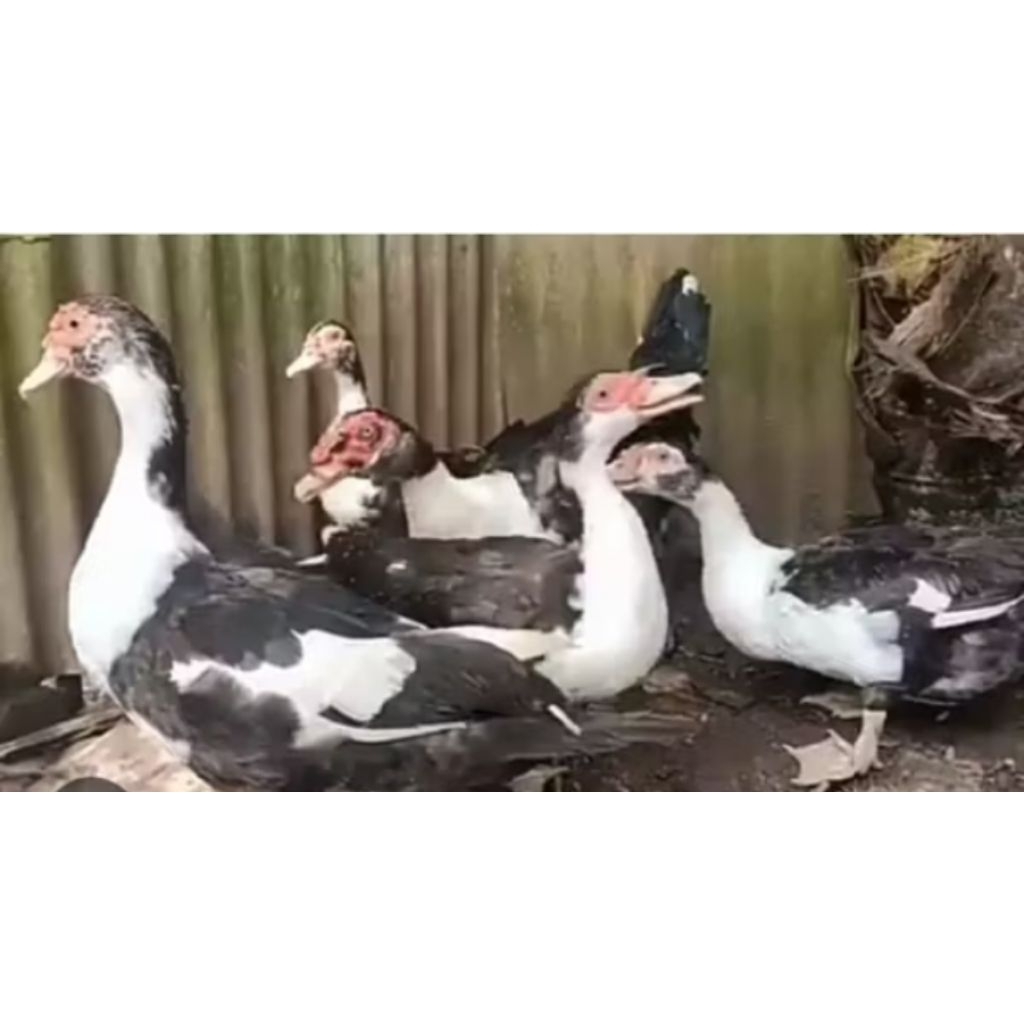 Entok hidup bisa riquest potong