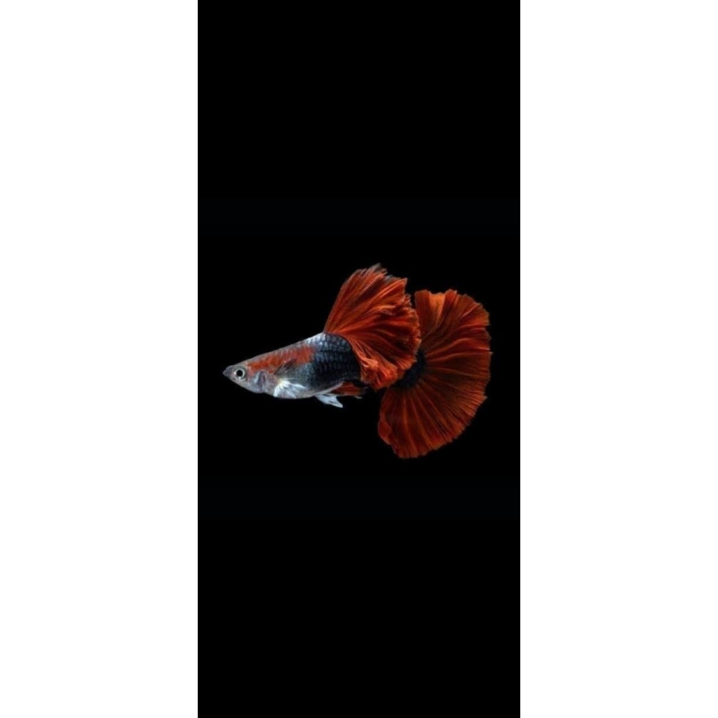 Hiasan Aquarium Hb Red Rosetail
