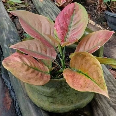 Tanaman Hias Hidup Asli Aglonema Heng Heng Pelangi atau Aglonema HengHeng Rainbow Dewasa