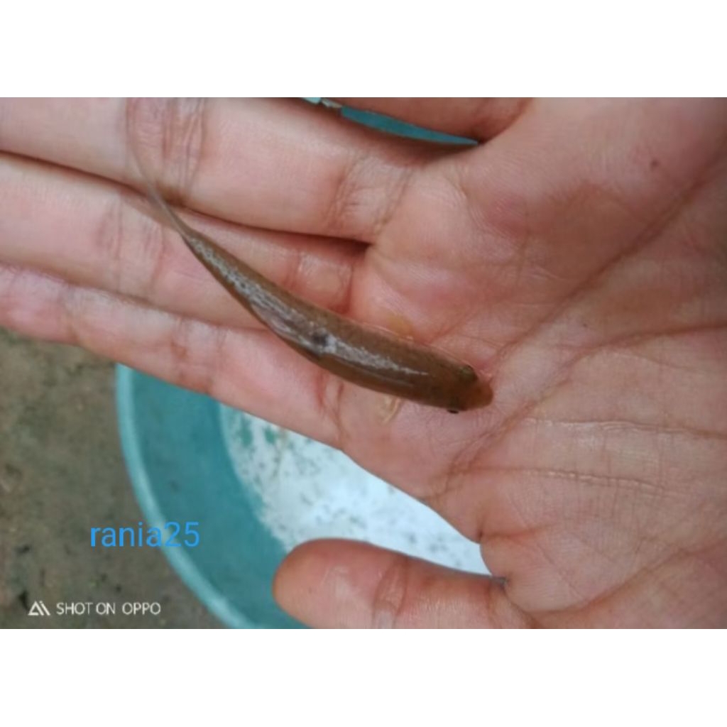 ikan hias aquscape akuarium ikan wader isi 5ekor