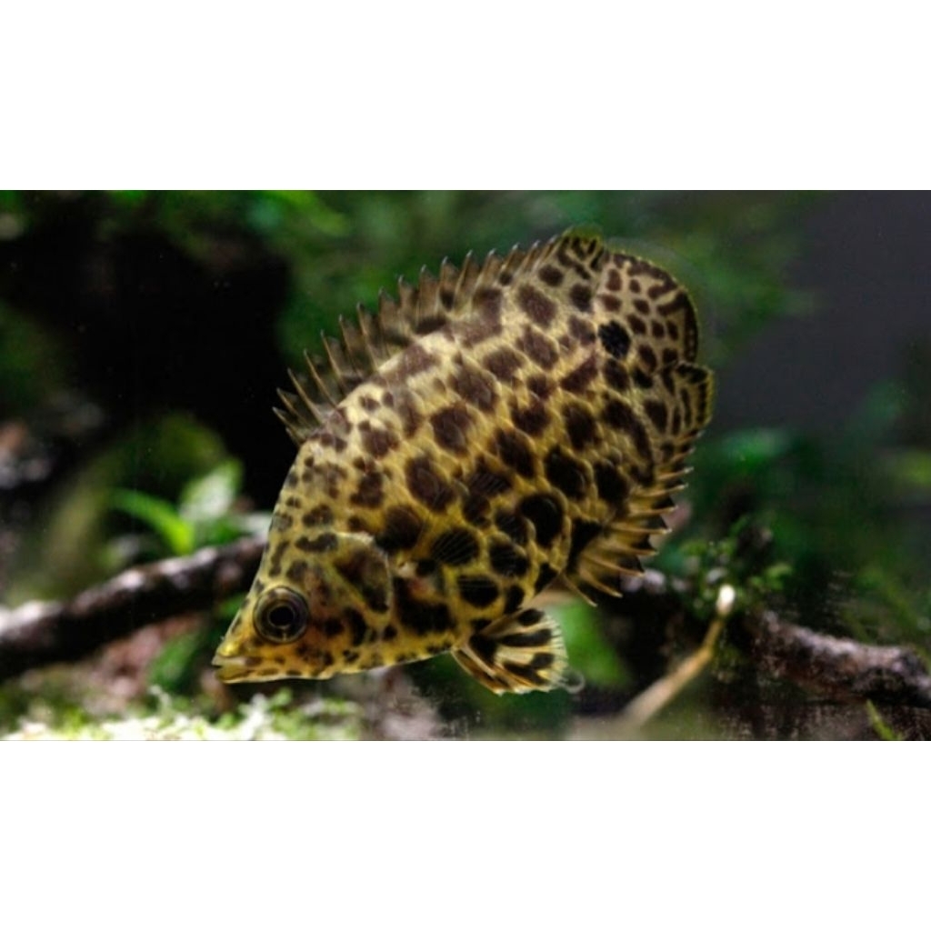 Hiasan Aquarium Ctenopoma Fish Aquascape Ikan Daun Aquascape Hiasan Akuarium |Ikan Hias Bozz Louhan 