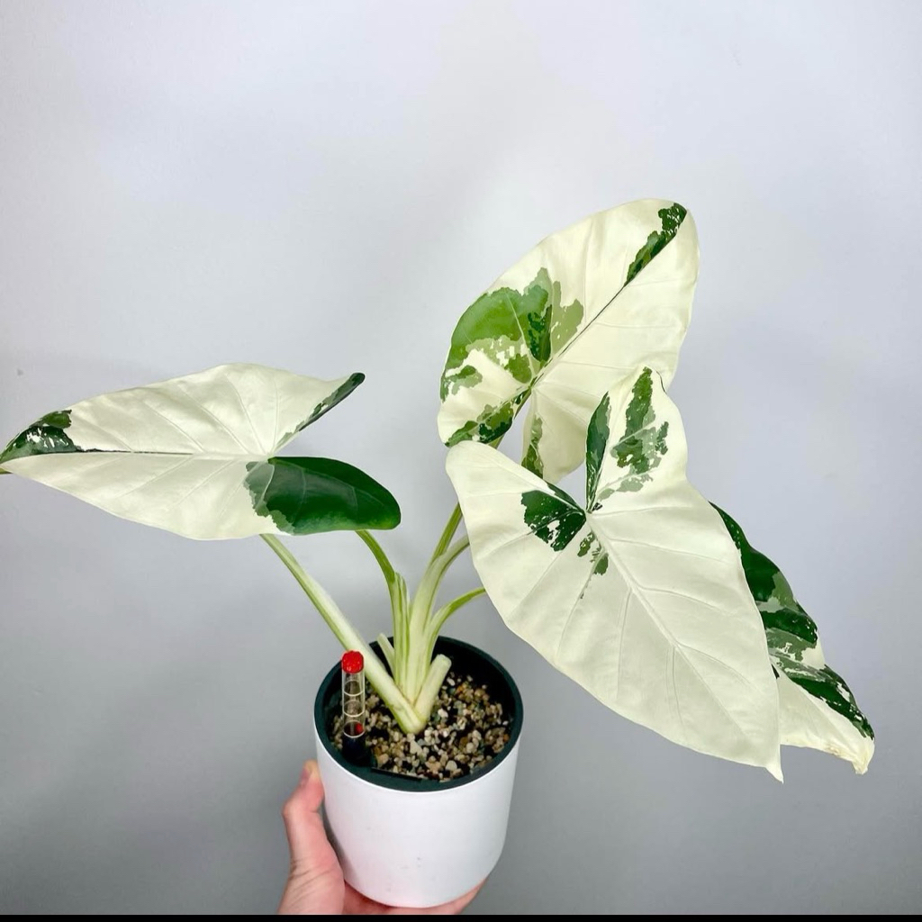 Alocasia sente variegata | Tanaman sente variegata | Alocasia macrorrhiza variegata