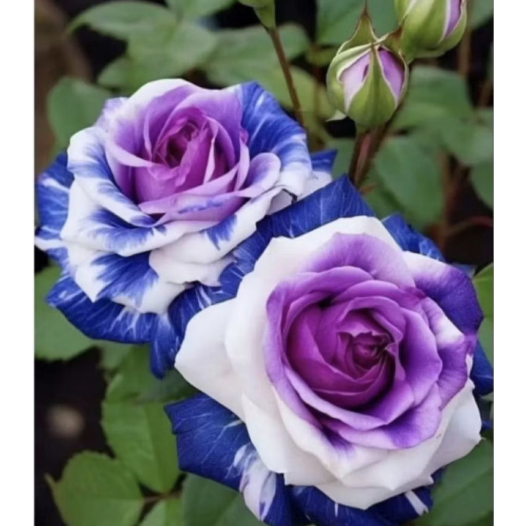 Tanaman hidup bunga mawar import  tanaman bunga mawar import