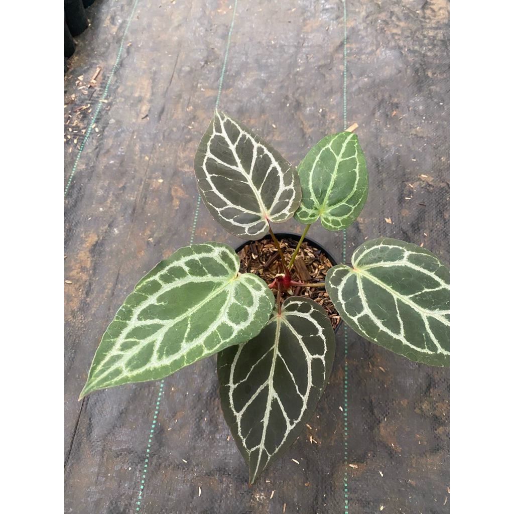 Tanaman Hias| Anthurium Red Tiger