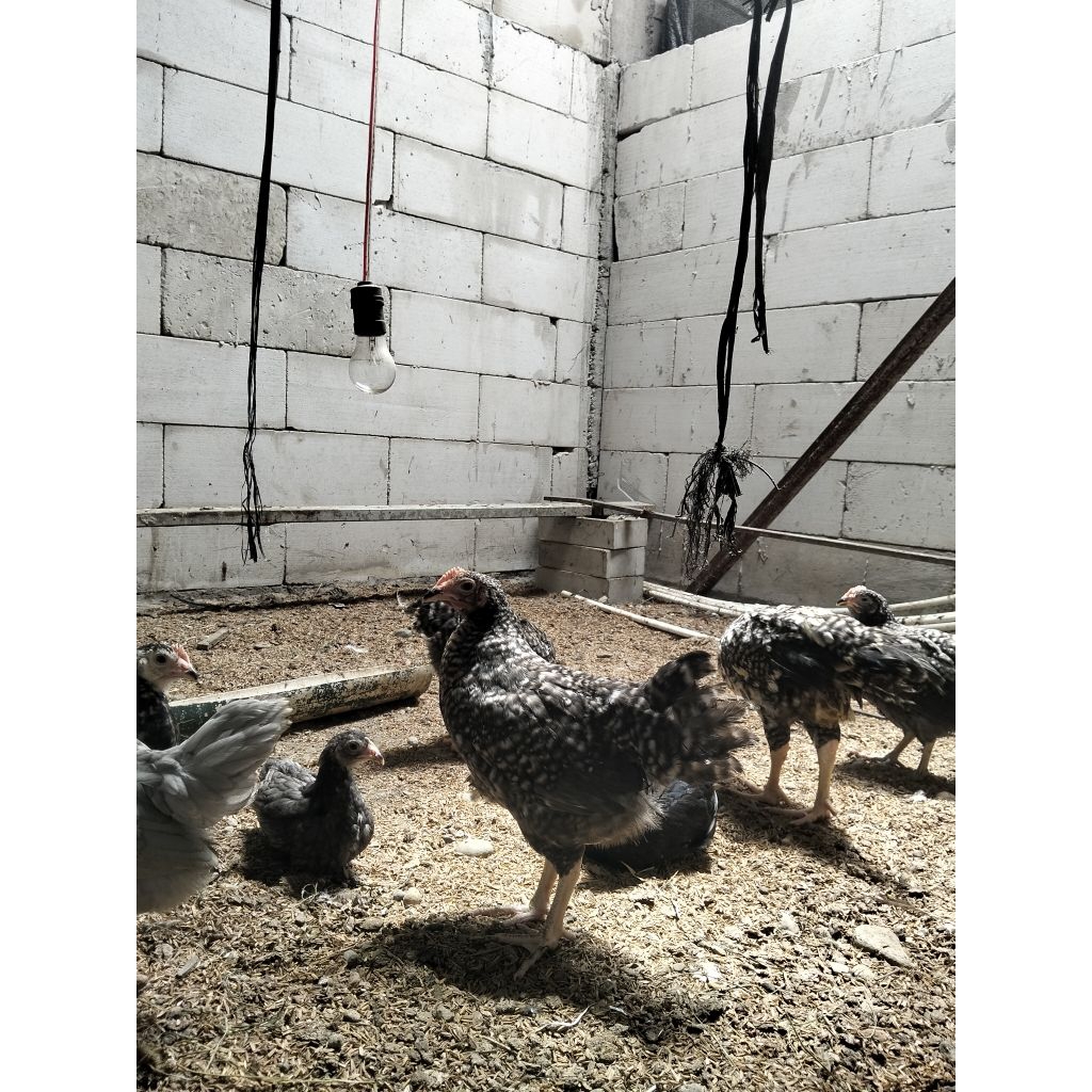 AYAM KUNTARA 4 ORI USIA 1 BULAN SEHAT ( 1 JANTAN 4 BETINA)