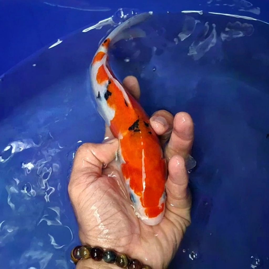 Ikan Koi Blitar Jenis Sanke / Rumah Koi Jakarta / kode 0024