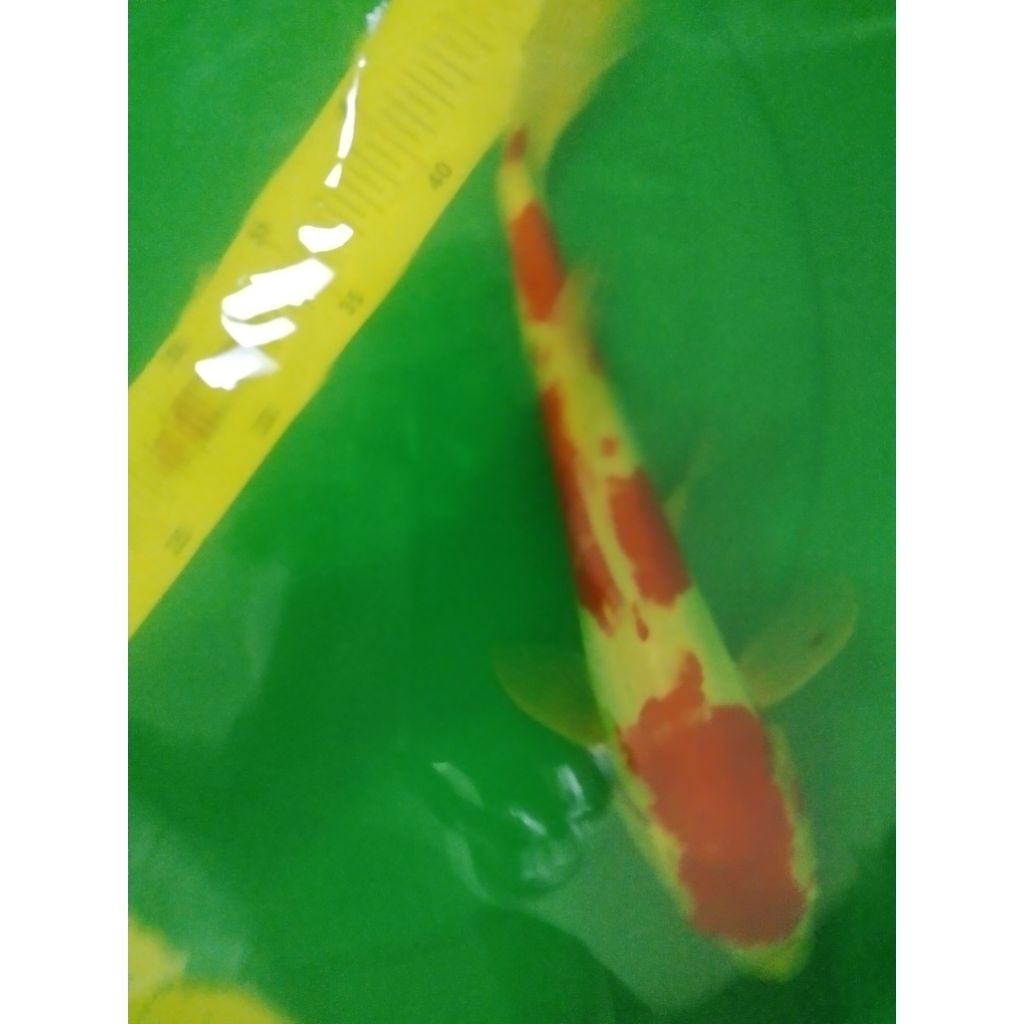 Ikan koi jenis Kohaku Doitsu 35cm jantan