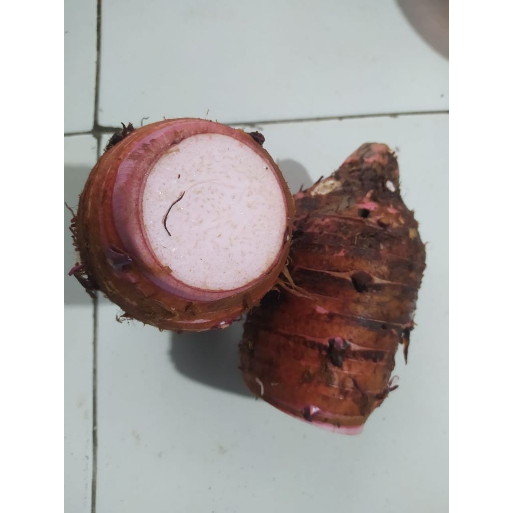 UMBI TALAS PRATAMA 3 ( talas bogor)1 kg
