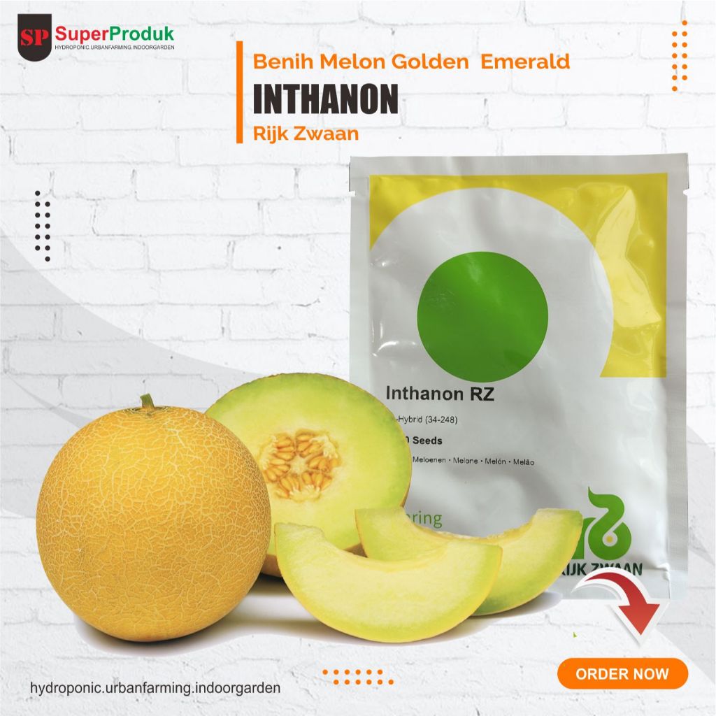 Biji Melon Inthanon Rijk Zwaan 1000 Biji - melon golden emerald