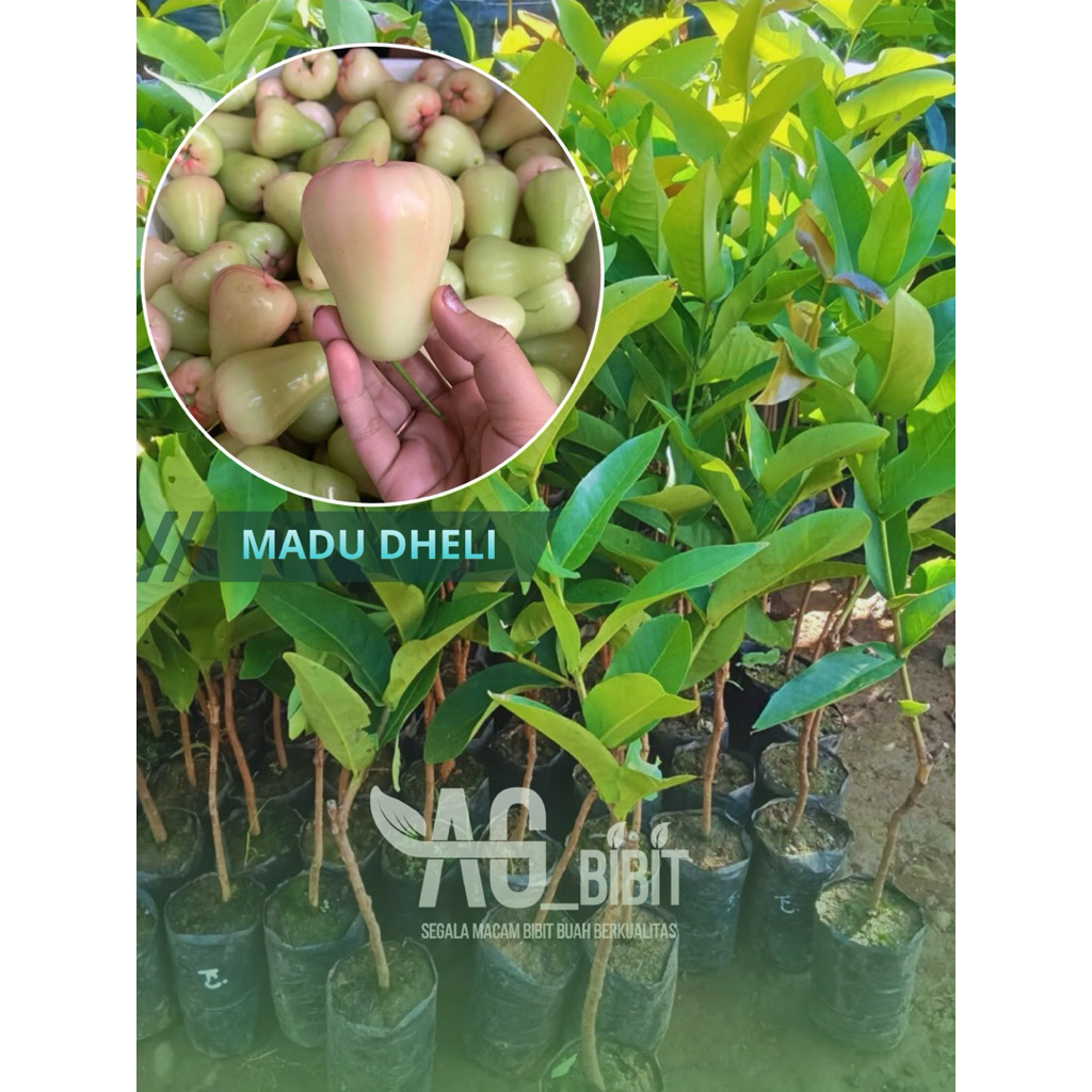 BIBIT JAMBU MADU DHELI SUPER MANIS BERBUAH CEPAT BERAIR DAN SEGAR - Hasil okulasi SIAP TANAM