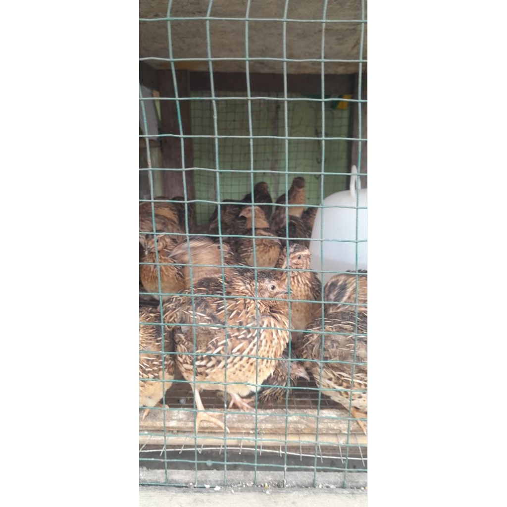 BURUNG PUYUH HIDUP 1 EKOR