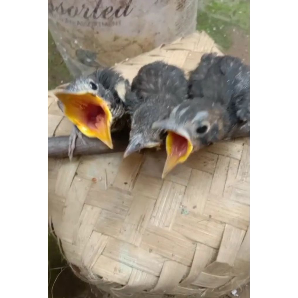 cigun mandiri Pur kering jantan garansi sudah pada riwik