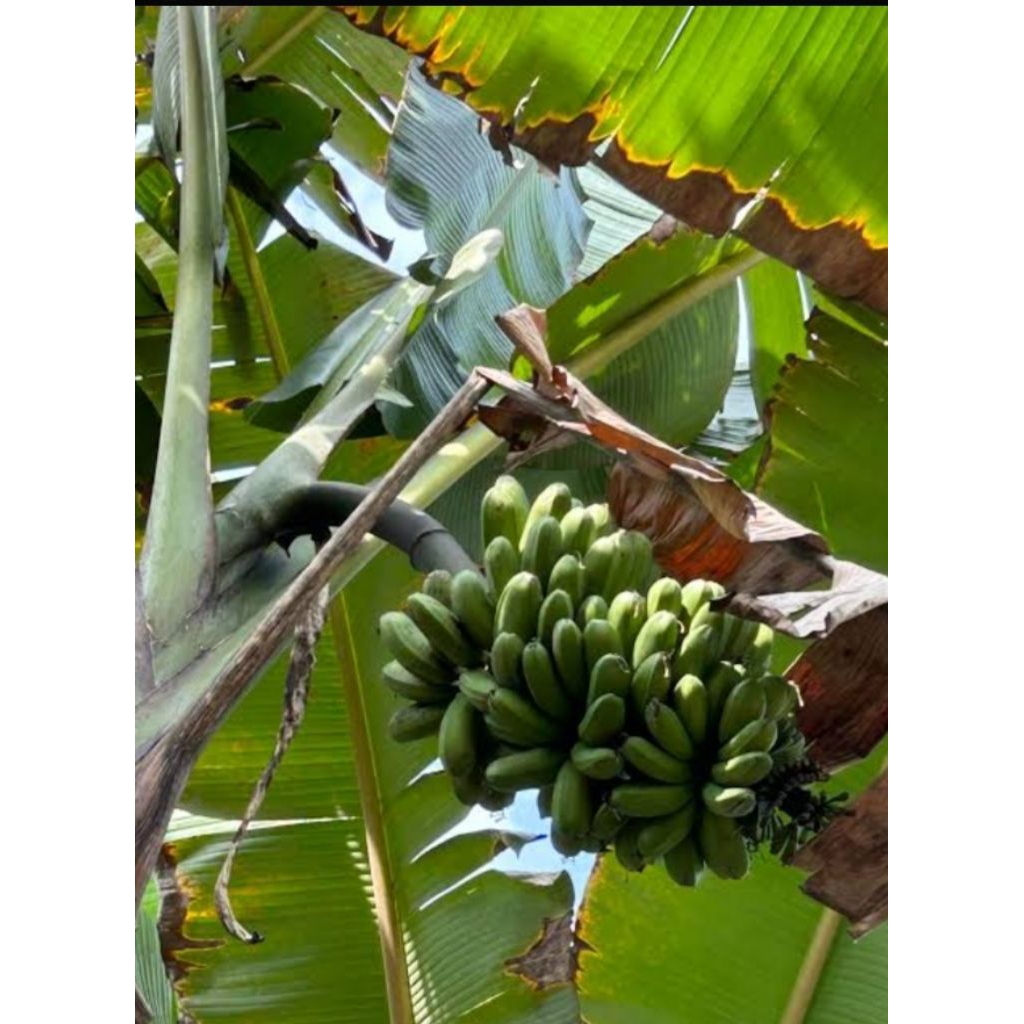 Bibit pisang kepok papua kualitas super