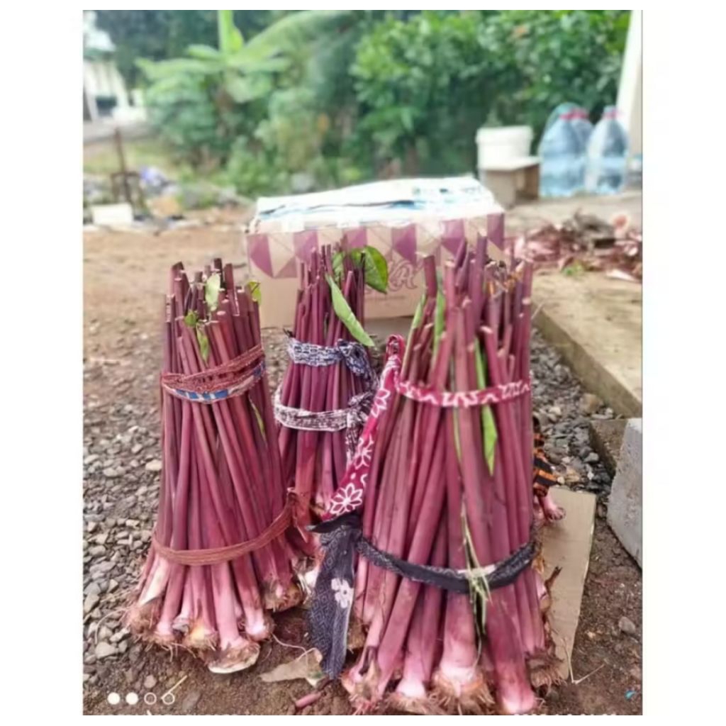 Bibit Talas Pratama 3/Talas Ungu Bogor Segar isi 10 batang