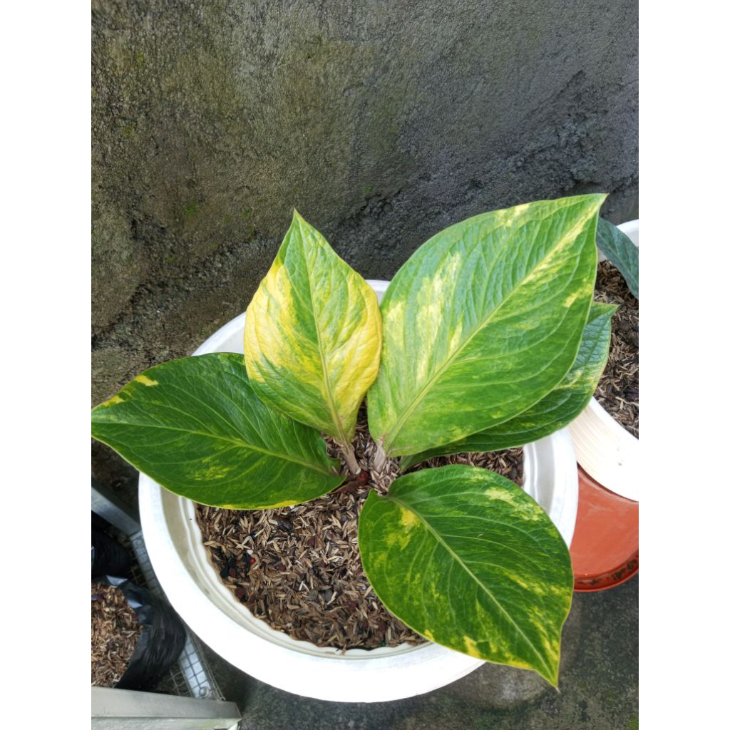 Anthurium Jemani Cobra Orange Variegata