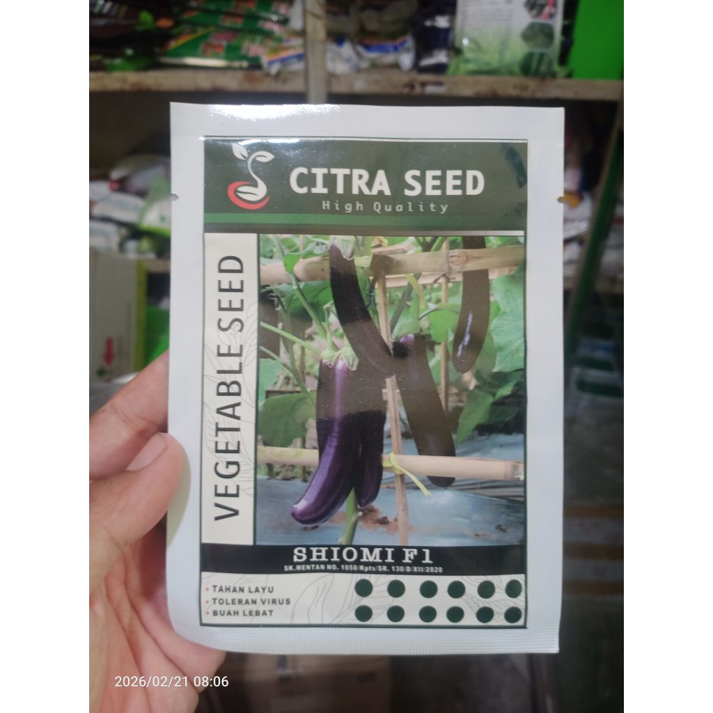 Terong SHIOMI F1 (type gelap/type YUMI)