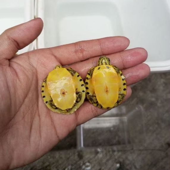 Kura kura Yellow Belly Pure Cb lokal | instan only