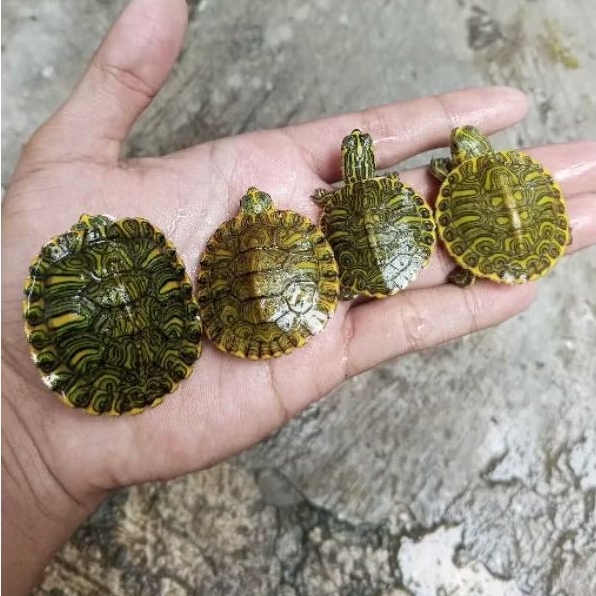 Kura Yellow Belly Hybrid 3cm – Sehat & Aktif – instan only