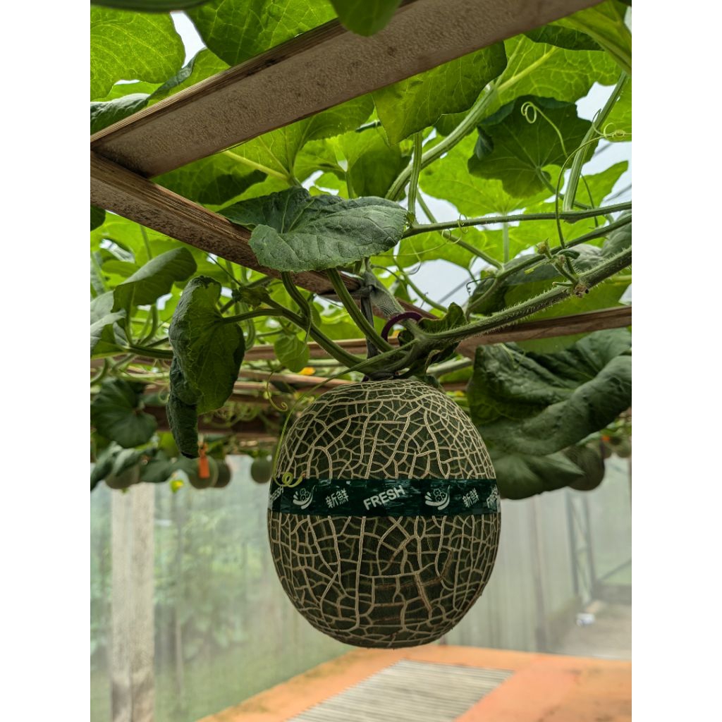 MELON HIDROPONIK PREMIUM/MELON FUJISAWA/MELON SAGAMI/MELON INTHANON/MELON /KEMANISAN 16%UP