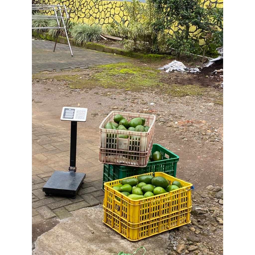 alpukat kiloan pameling, aligator, markus