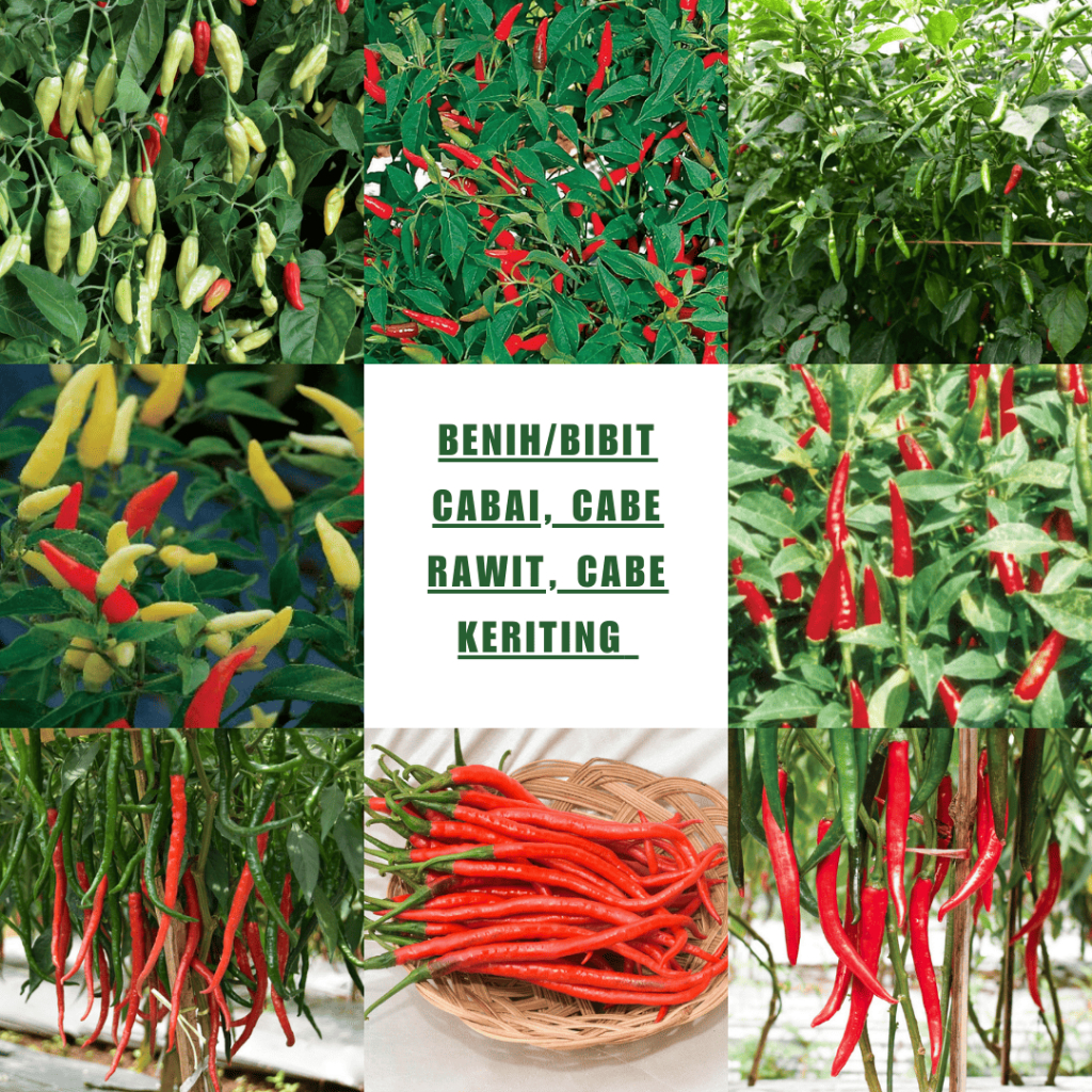 Benih Cabai Premium – Pilih Varietas: Rawit (Pelita 8, Bara, Rajo, ORI 212, Kaliber, Rawita) & Cabe 