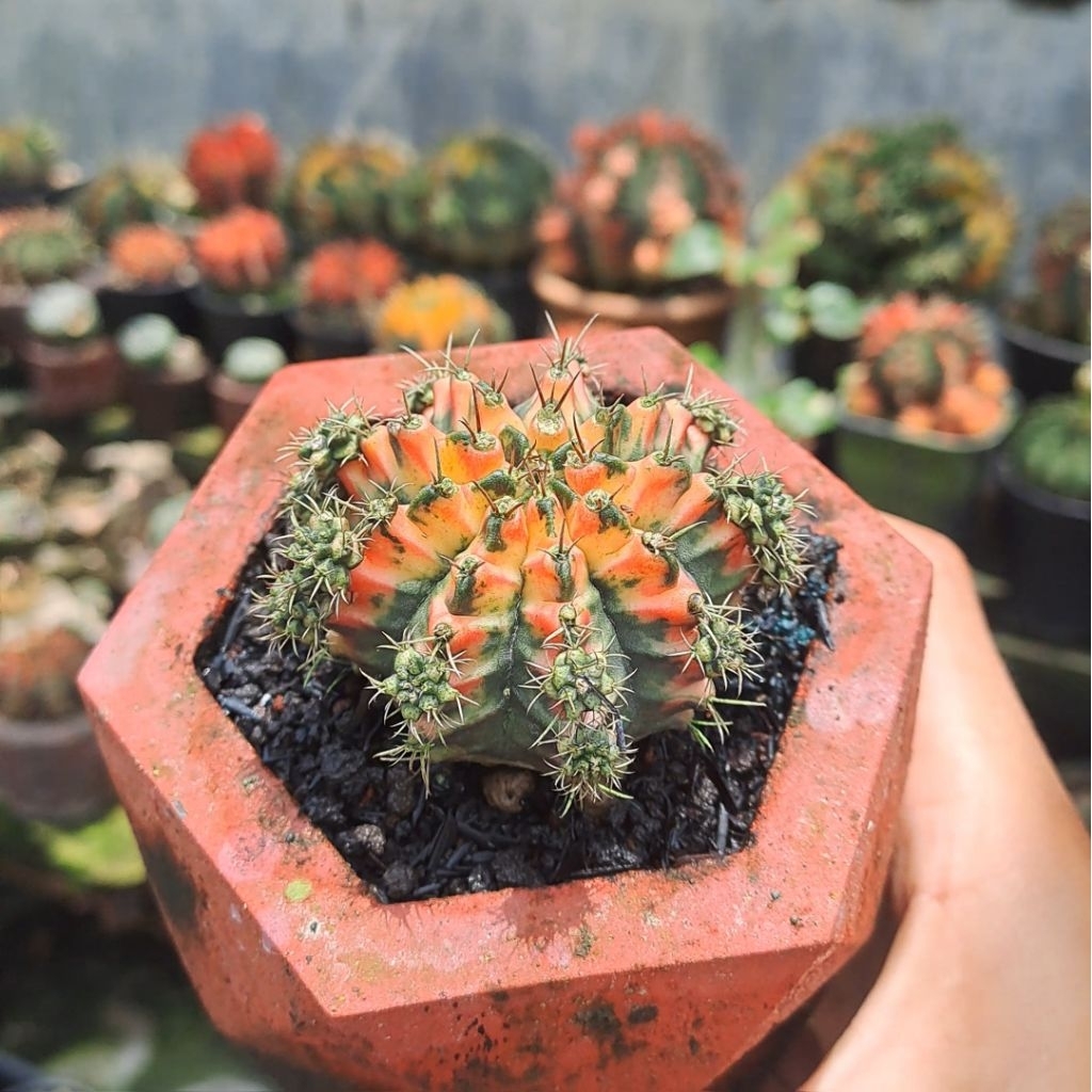 Kaktus Gymnocalycium Multicolor