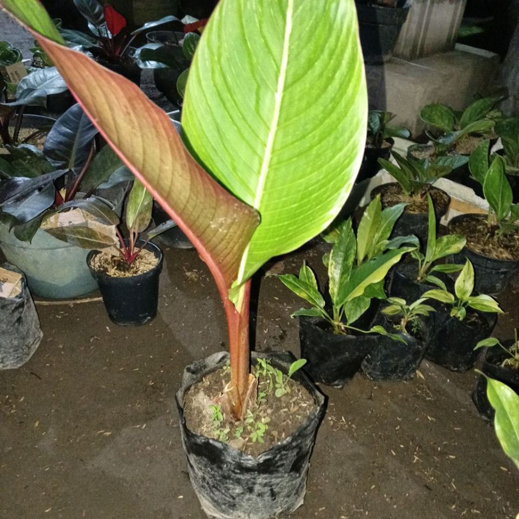 tanaman pisang Bugis varigata